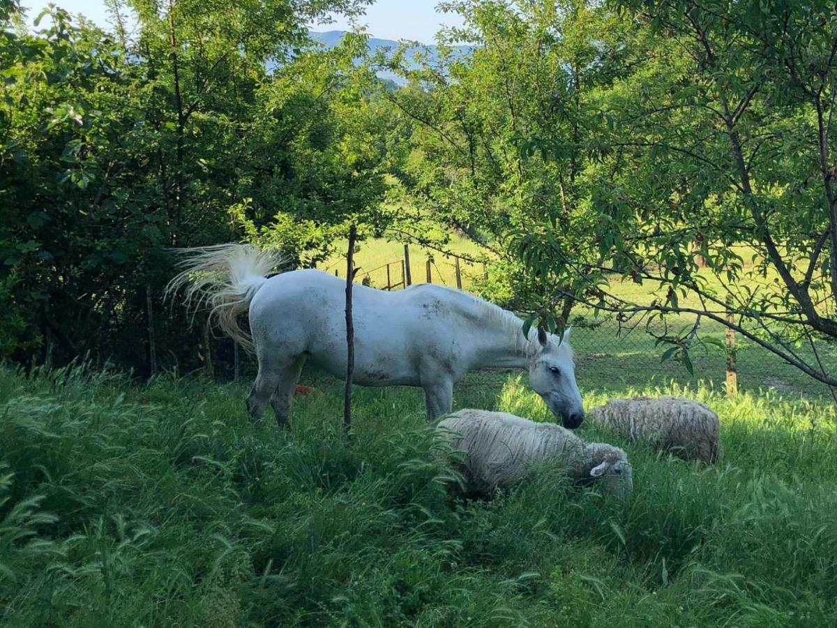 Ala Di Maniero In Agriturismo Valdrago In Toscana, Nel Verde Mugello Sulle Colline Di Firenze Borgo San Lorenzo Luaran gambar